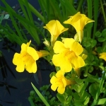 Mimulus nr20