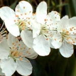 cherry plum nr6