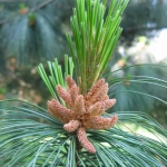 Pinus nr24