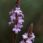 vervain nr31