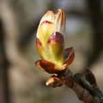 chesnut bud nr7