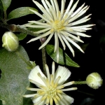 clematis nr9