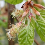 fagus sylvatica nr3