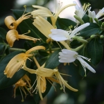 honeysuckle nr16