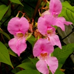 impatiens nr18