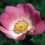 wild rose nr37