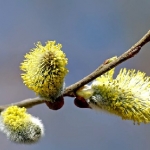 willow nr38