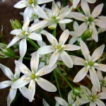 star of bethlehem nr29