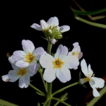 waterviolet nr34